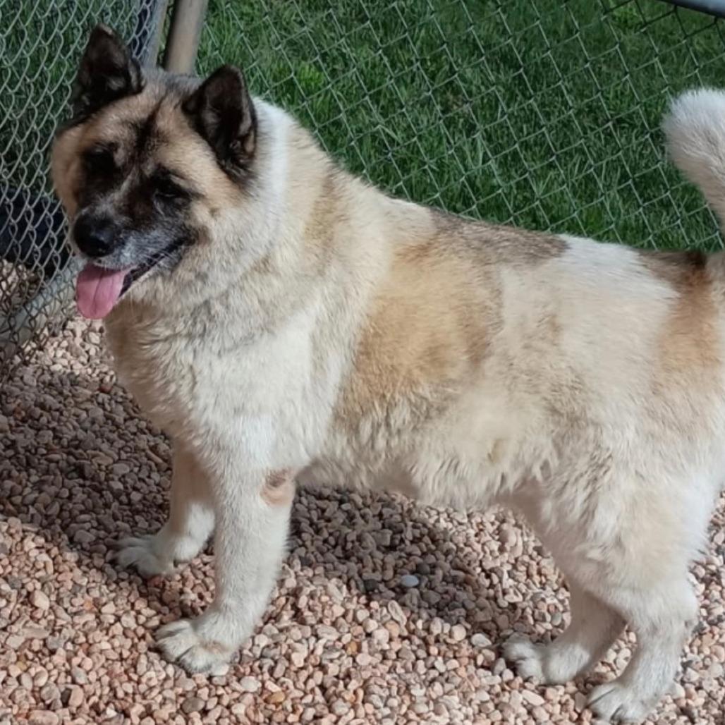 Gypsy, a Adoptable Akita in Lenoir, NC image 4/6