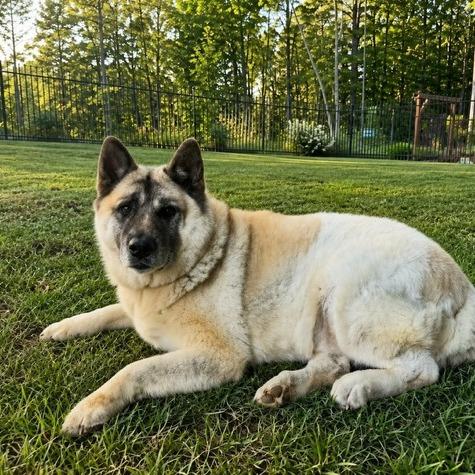 Gypsy, a Adoptable Akita in Lenoir, NC image 5/6