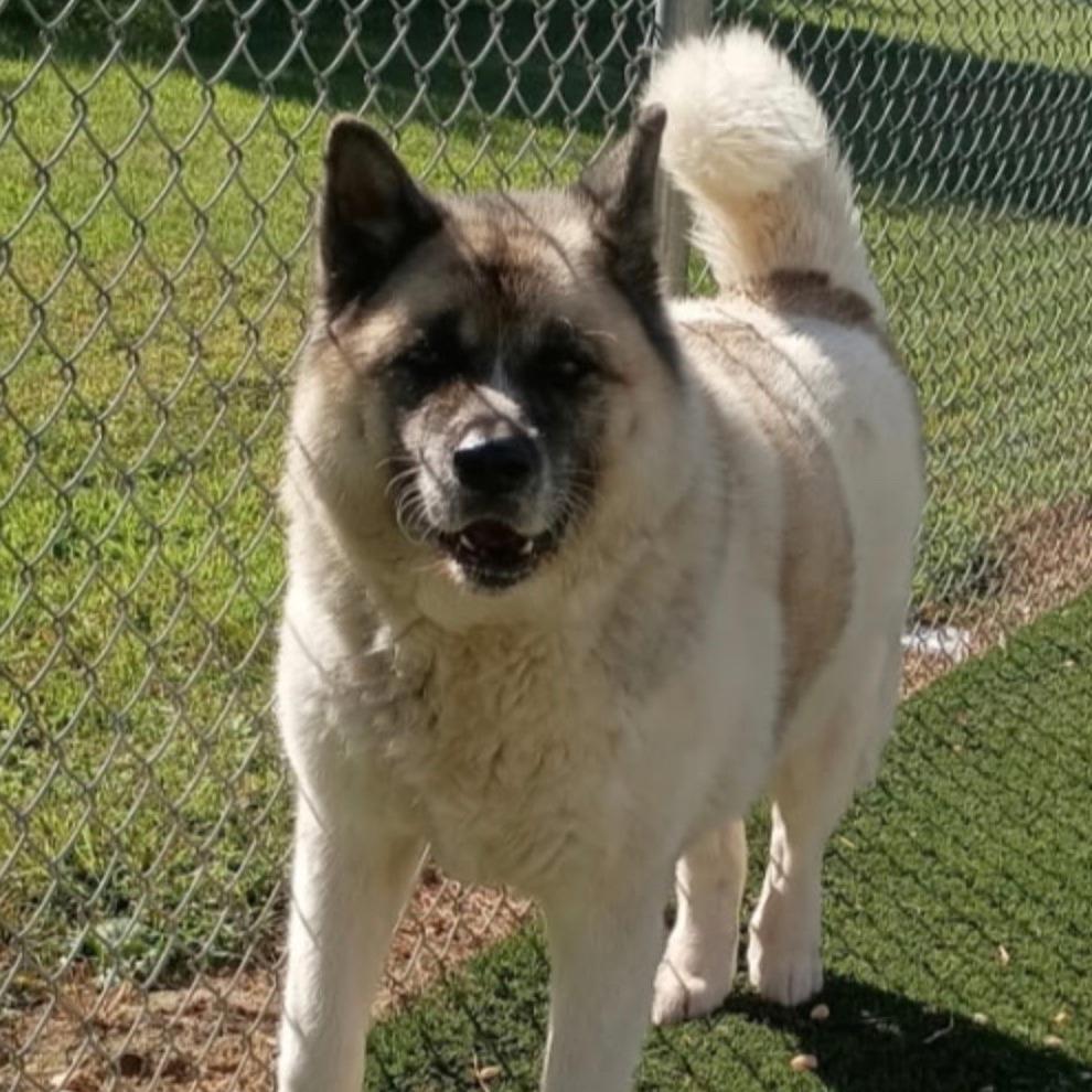 Gypsy, a Adoptable Akita in Lenoir, NC image 6/6