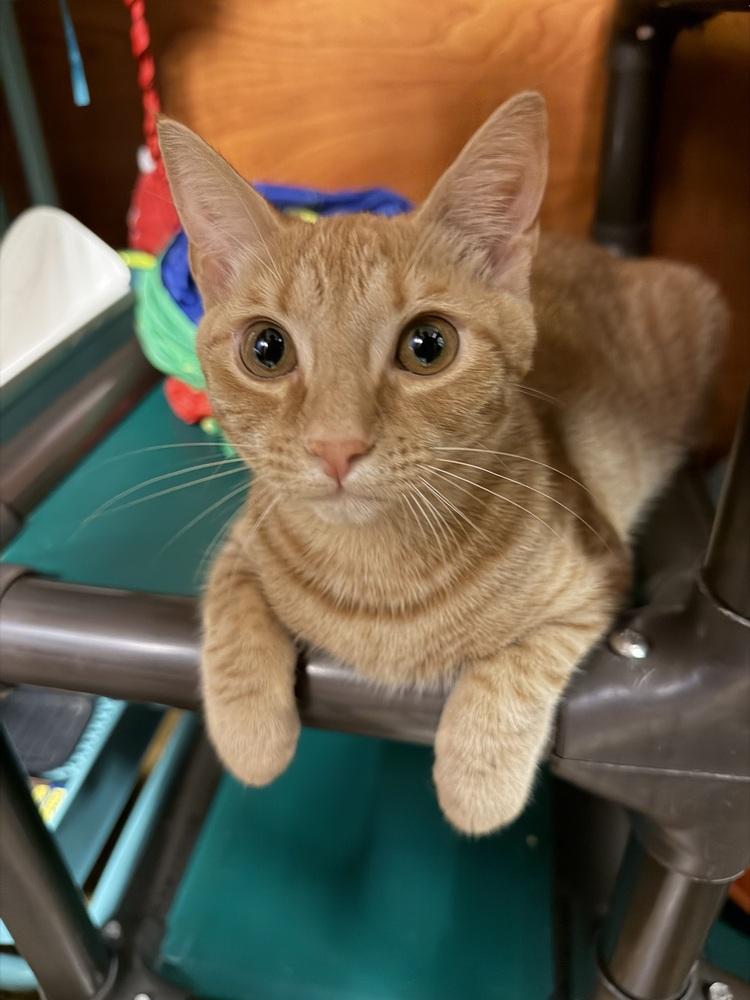 Messi, Adoptable, Kitten Female Domestic Short Hair.