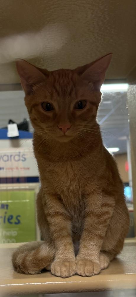 Enlarge Messi, a Adoptable mixed breed in Carrollton, VA image 2/5