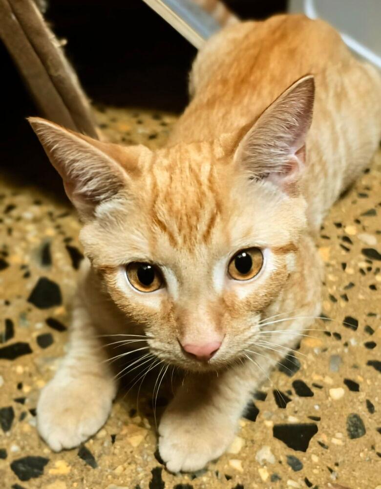 Enlarge Messi, a Adoptable mixed breed in Carrollton, VA image 3/5