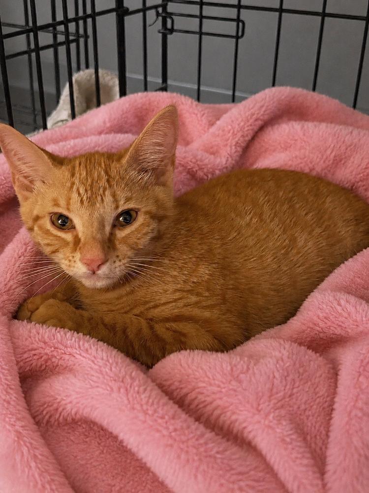 Enlarge Messi, a Adoptable mixed breed in Carrollton, VA image 4/5