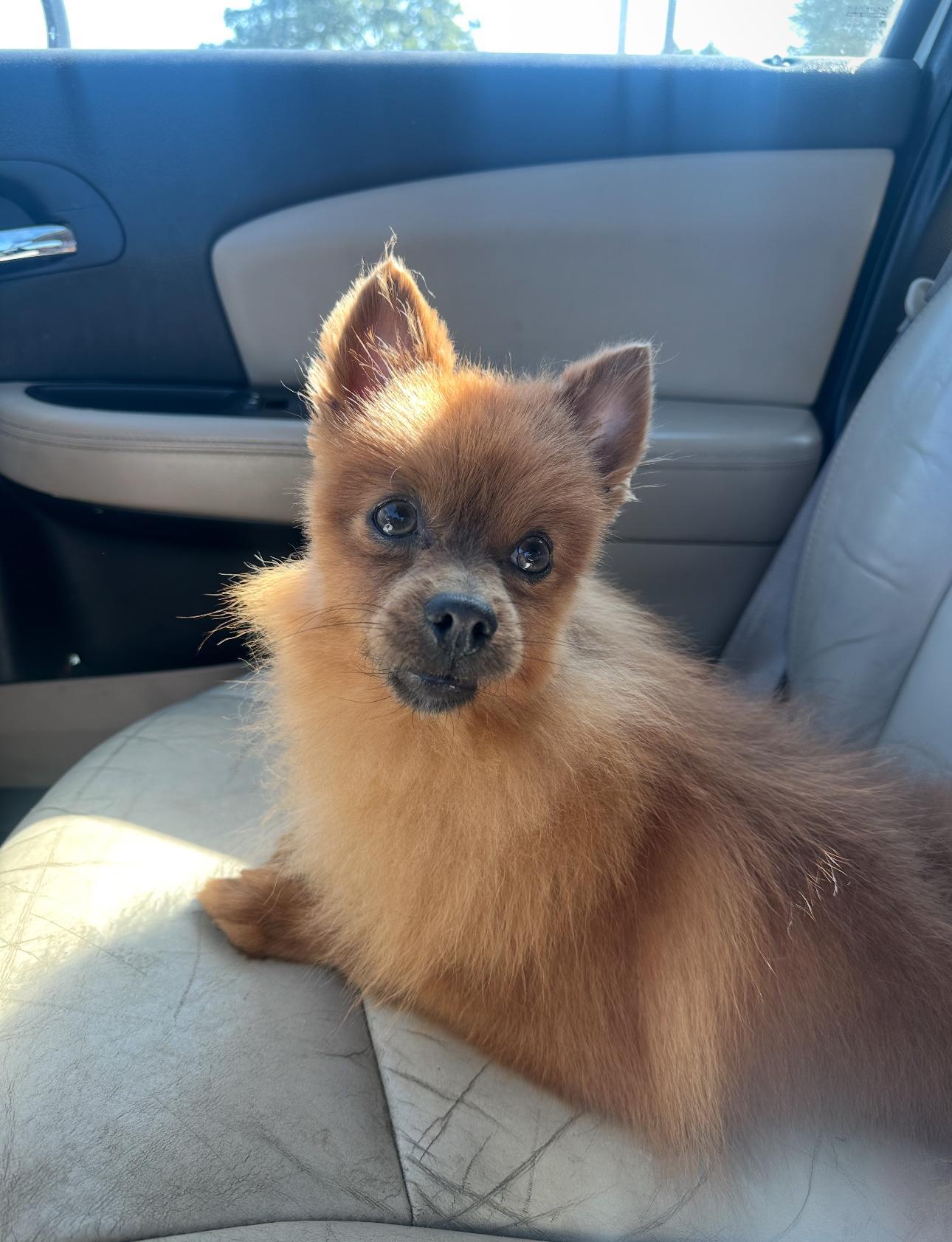 Osito! Sweet Boy! thumbnail 3