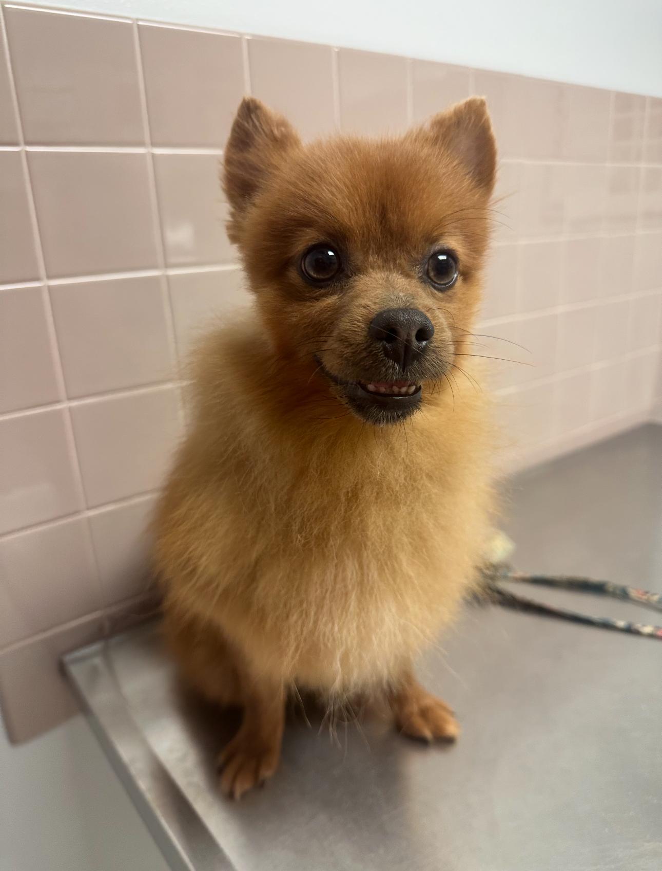 Osito! Sweet Boy! thumbnail 4