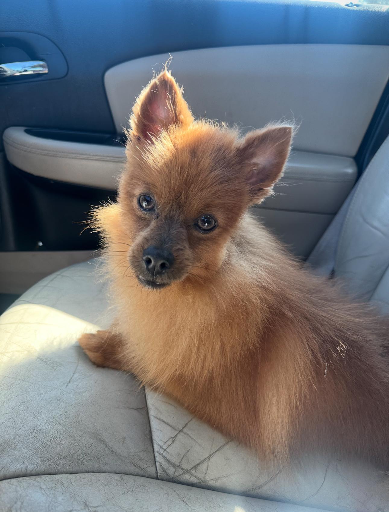 Osito! Sweet Boy! thumbnail 5