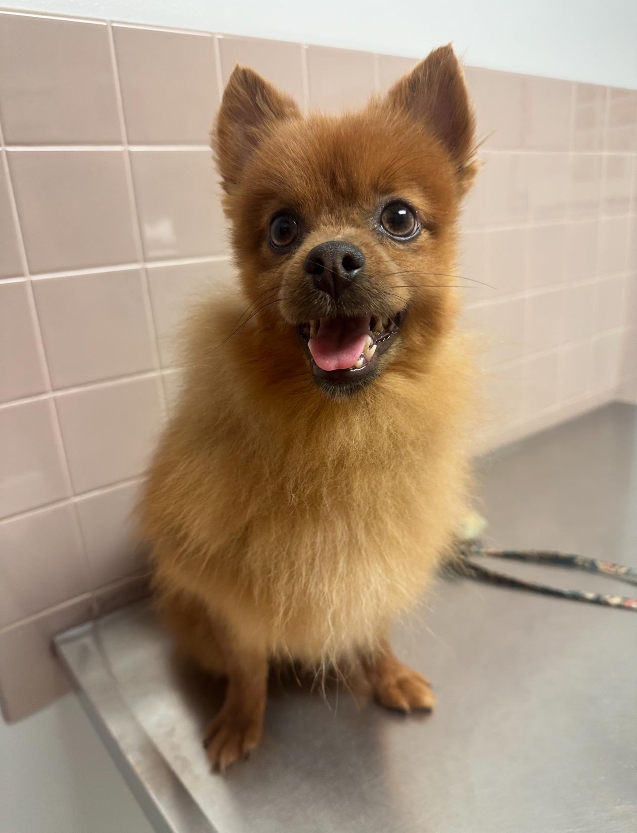 Osito! Sweet Boy! thumbnail 6