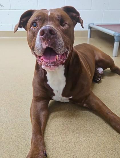 Enlarge S/C Joy, a Adoptable mixed breed in North Miami Beach, FL image 2/3