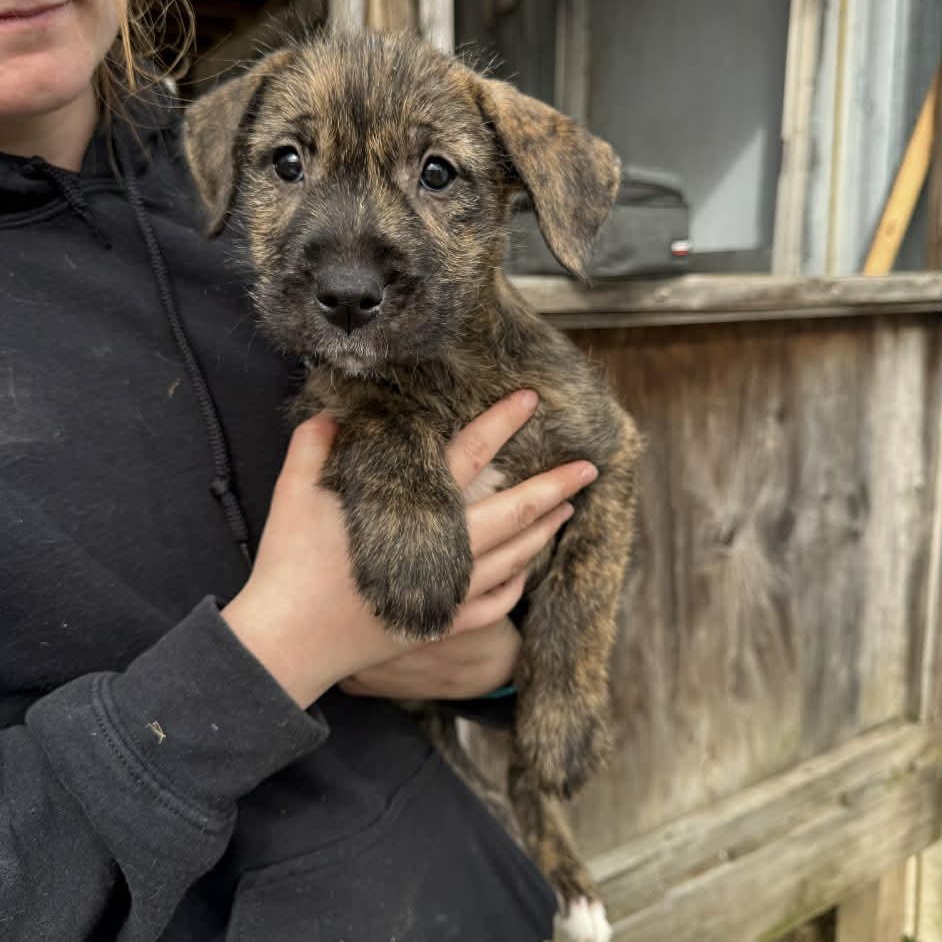 Enlarge Fae - In Foster, a ADOPTABLE mixed breed in Kalamazoo, MI image 2/3