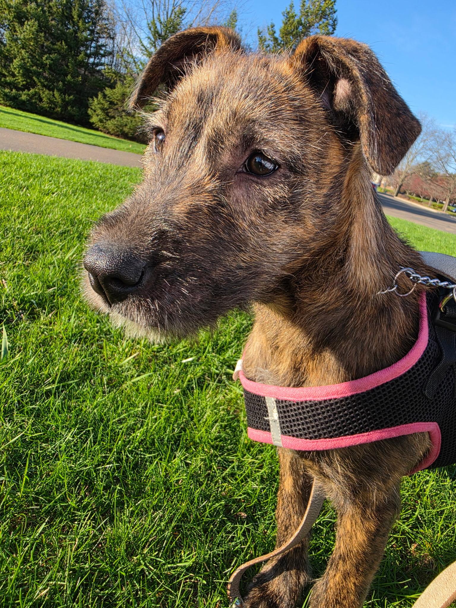 Fae - In Foster, ADOPTABLE, Puppy Female Wirehaired Terrier.