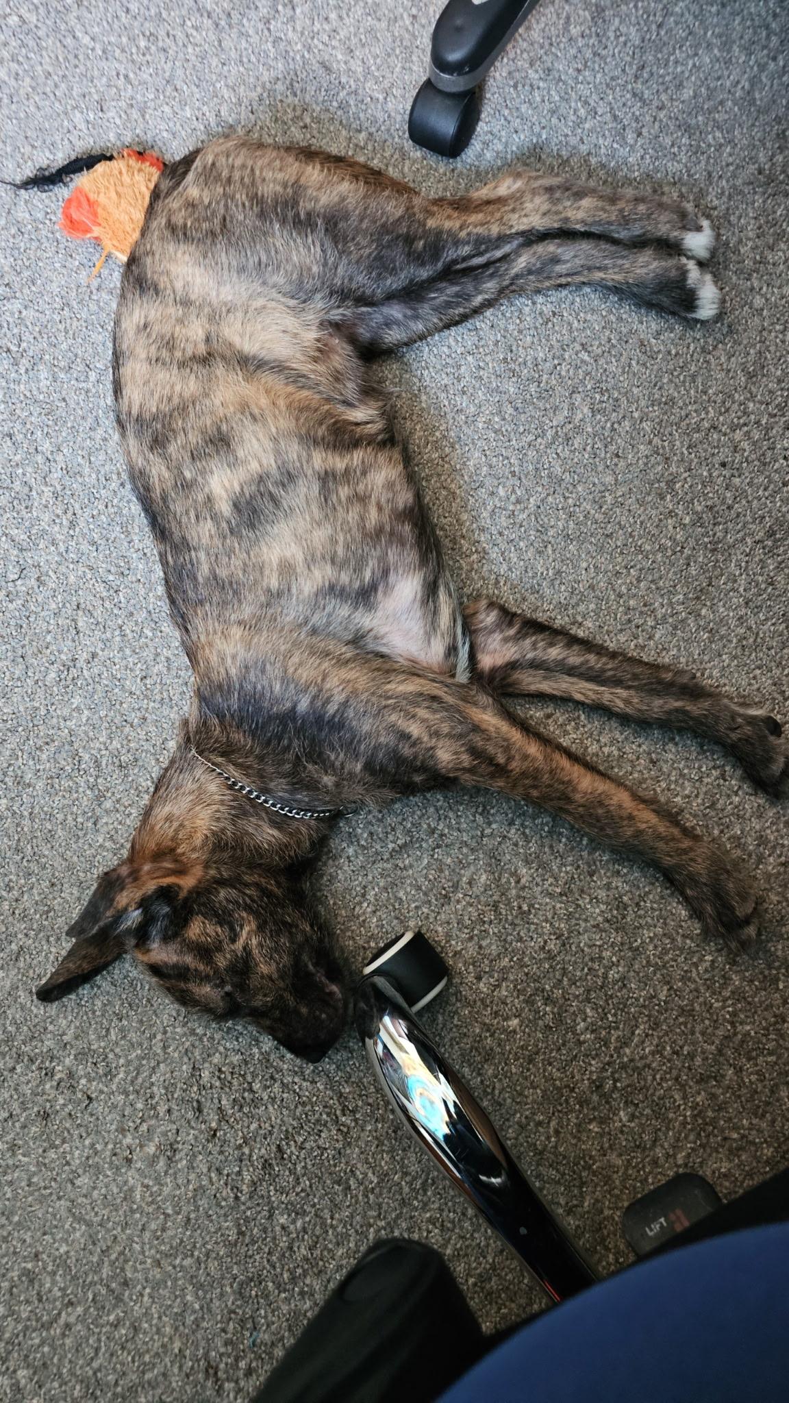 Enlarge Fae - In Foster, a ADOPTABLE mixed breed in Kalamazoo, MI image 4/5