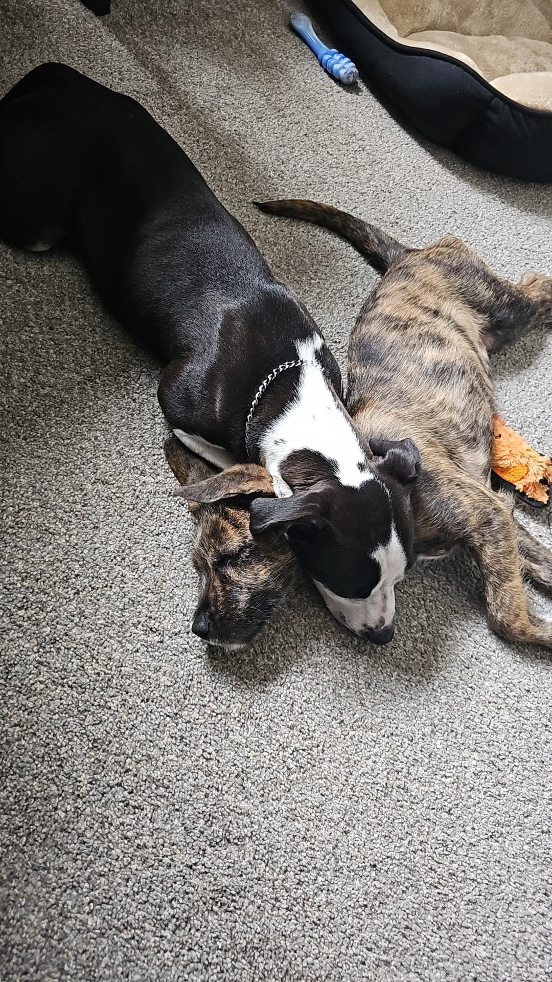 Enlarge Fae - In Foster, a ADOPTABLE mixed breed in Kalamazoo, MI image 3/3