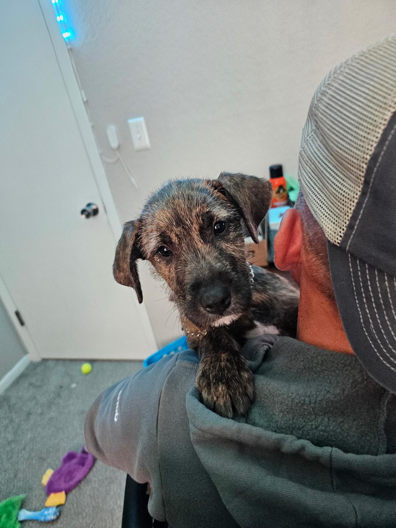 Enlarge Fae - In Foster, a ADOPTABLE mixed breed in Kalamazoo, MI image 1/3