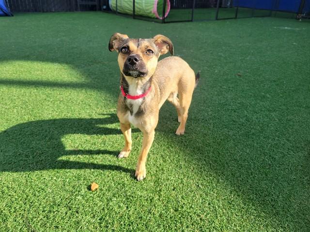 SAMANTHA, Adoptable, Young Female Chihuahua.