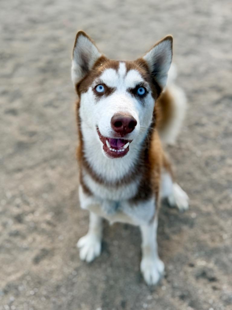 Talia, Adoptable, Young Female Husky.
