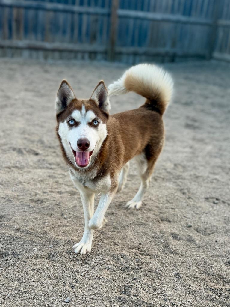 Enlarge Talia, a Adoptable Husky in Muskegon, MI image 2/2