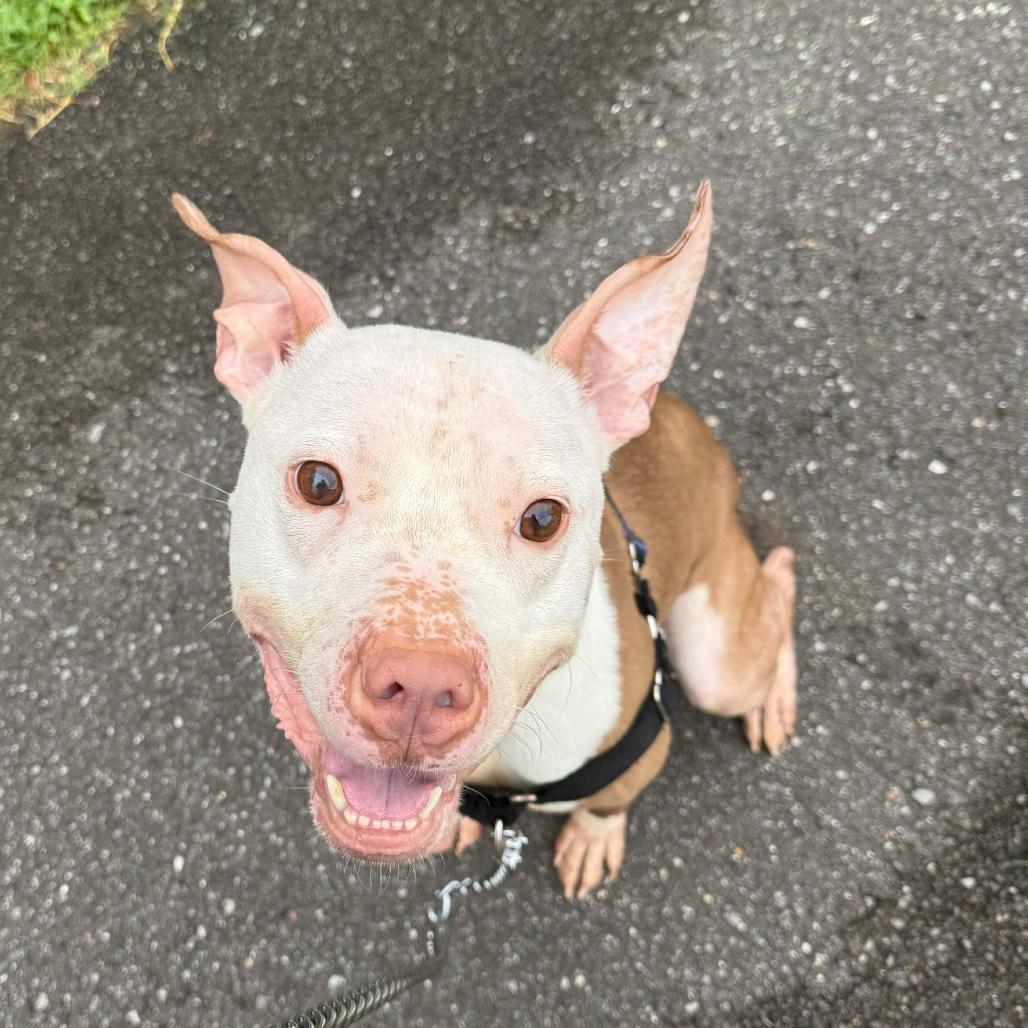 Enlarge Chicken Wing (FKA Ghost), a Adoptable mixed breed in Newark, DE image 1/6