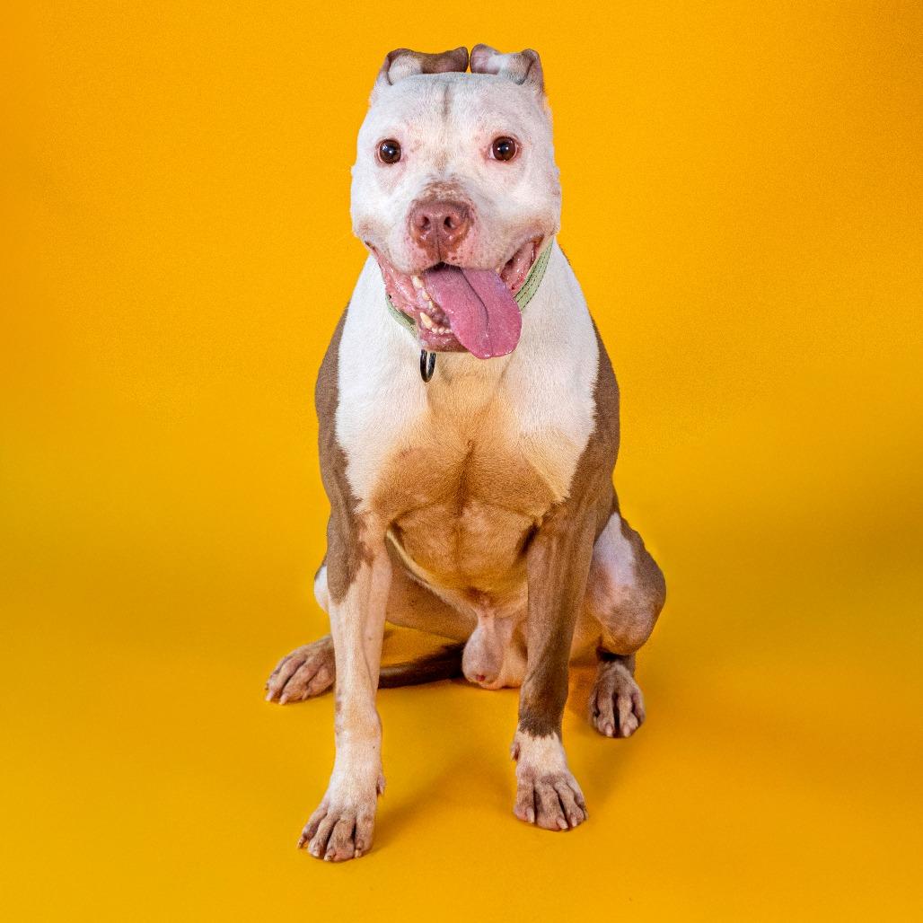 Enlarge Chicken Wing (FKA Ghost), a Adoptable mixed breed in Newark, DE image 2/6