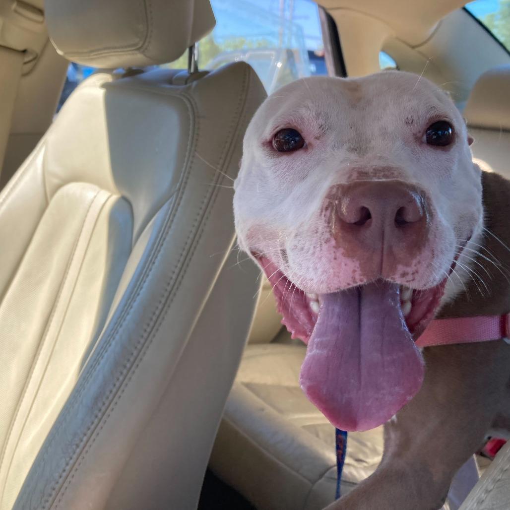 Enlarge Chicken Wing (FKA Ghost), a Adoptable mixed breed in Newark, DE image 2/6