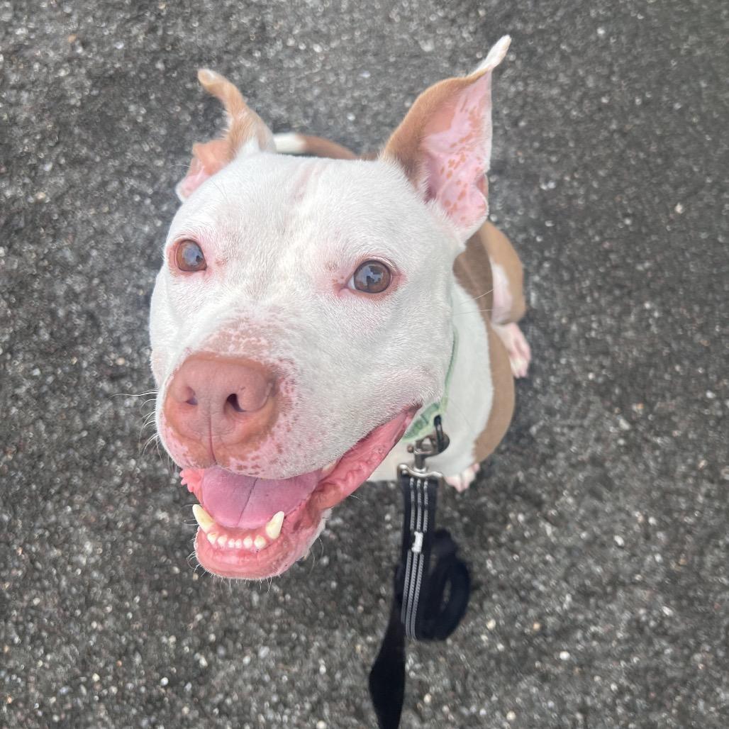 Enlarge Chicken Wing (FKA Ghost), a Adoptable mixed breed in Newark, DE image 4/6