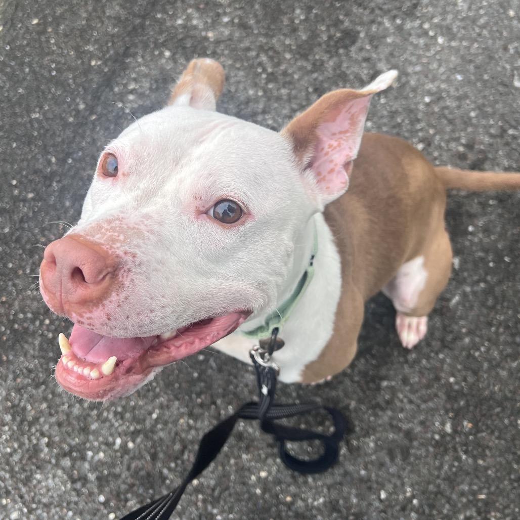 Enlarge Chicken Wing (FKA Ghost), a Adoptable mixed breed in Newark, DE image 5/6