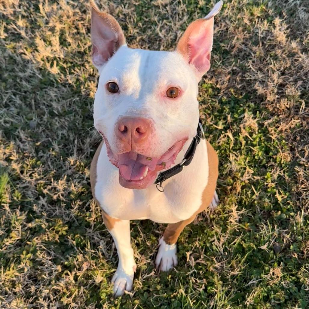 Enlarge Chicken Wing (FKA Ghost), a Adoptable mixed breed in Newark, DE image 6/6