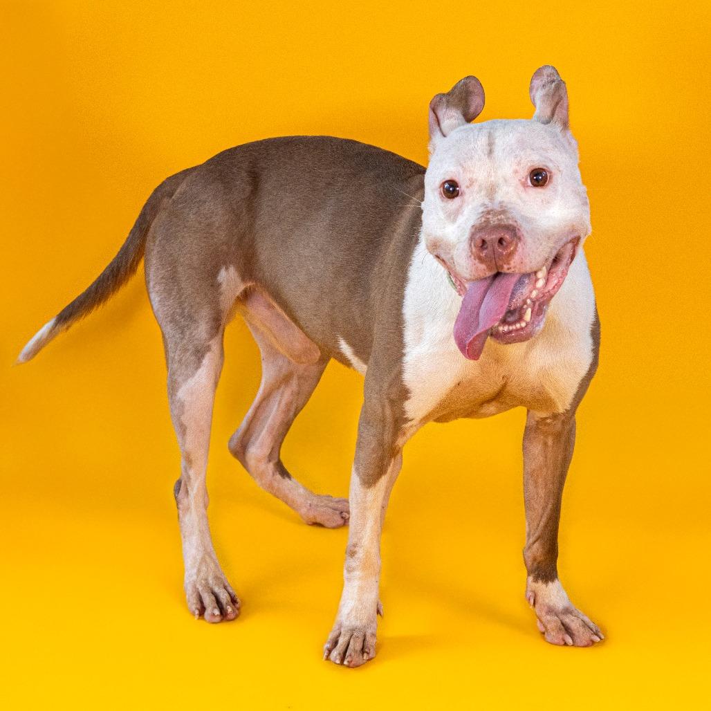 Enlarge Chicken Wing (FKA Ghost), a Adoptable mixed breed in Newark, DE image 6/6