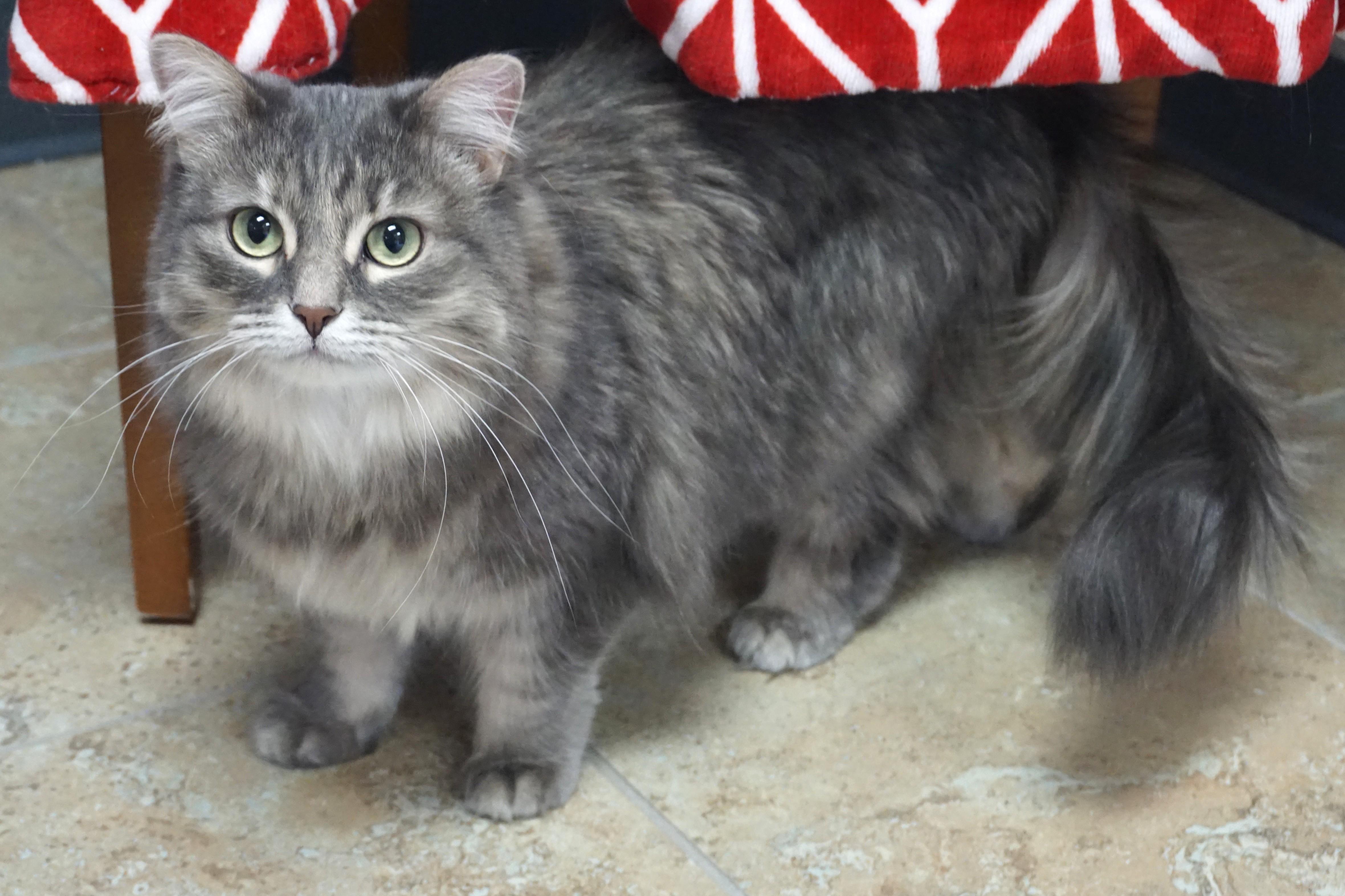 Enlarge Miss Alaska, a ADOPTABLE Domestic Medium Hair in Fountain Hills, AZ image 6/6