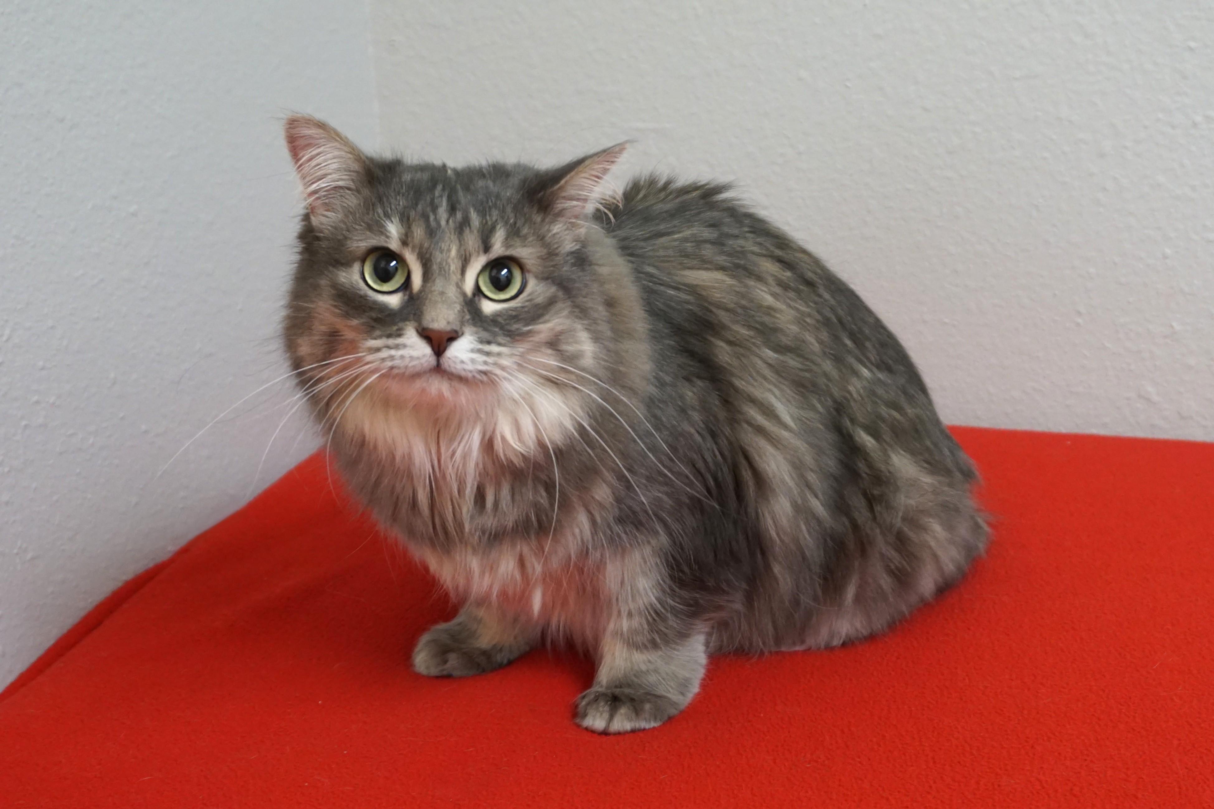 Enlarge Miss Alaska, a ADOPTABLE Domestic Medium Hair in Fountain Hills, AZ image 4/6