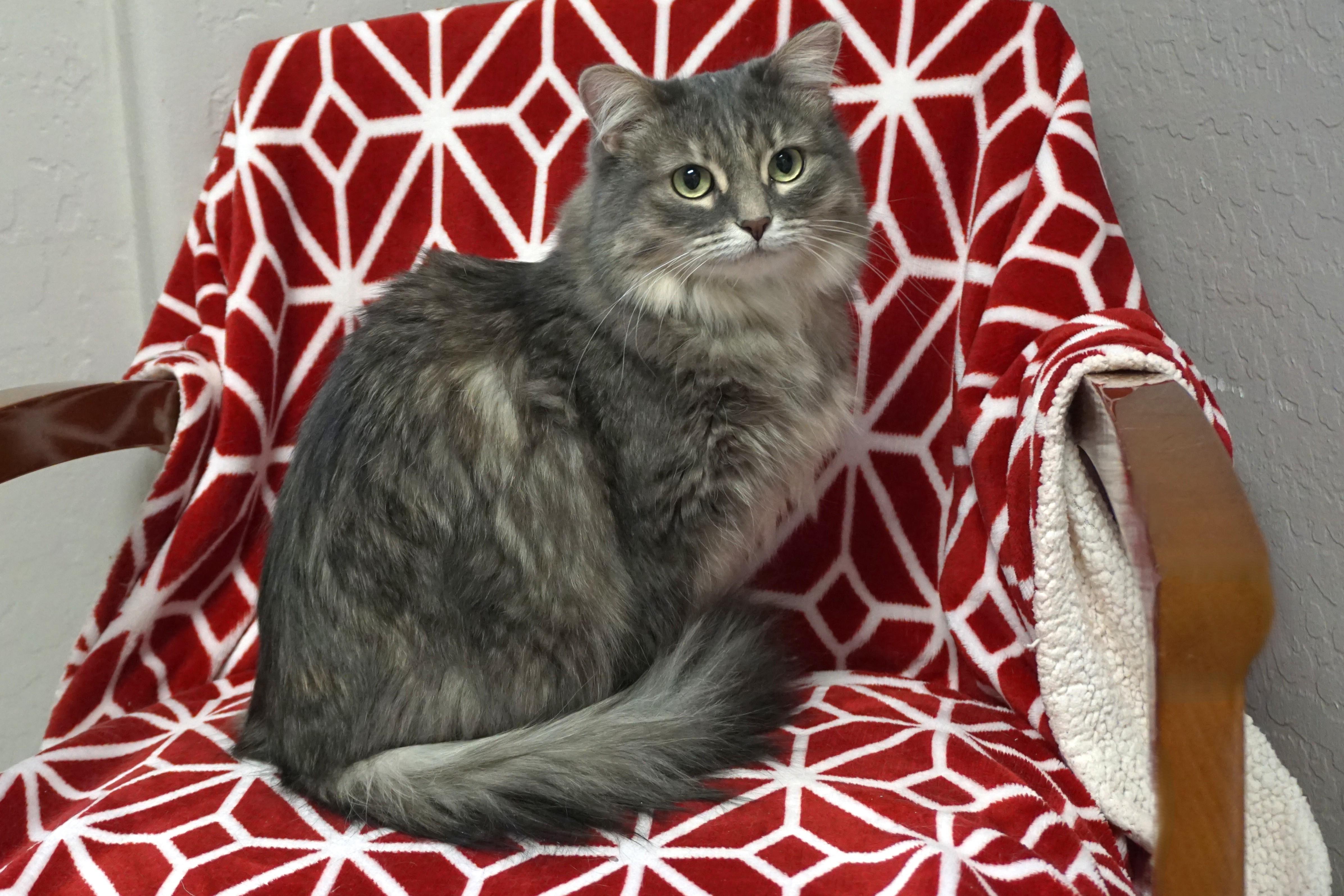 Enlarge Miss Alaska, a ADOPTABLE Domestic Medium Hair in Fountain Hills, AZ image 3/6