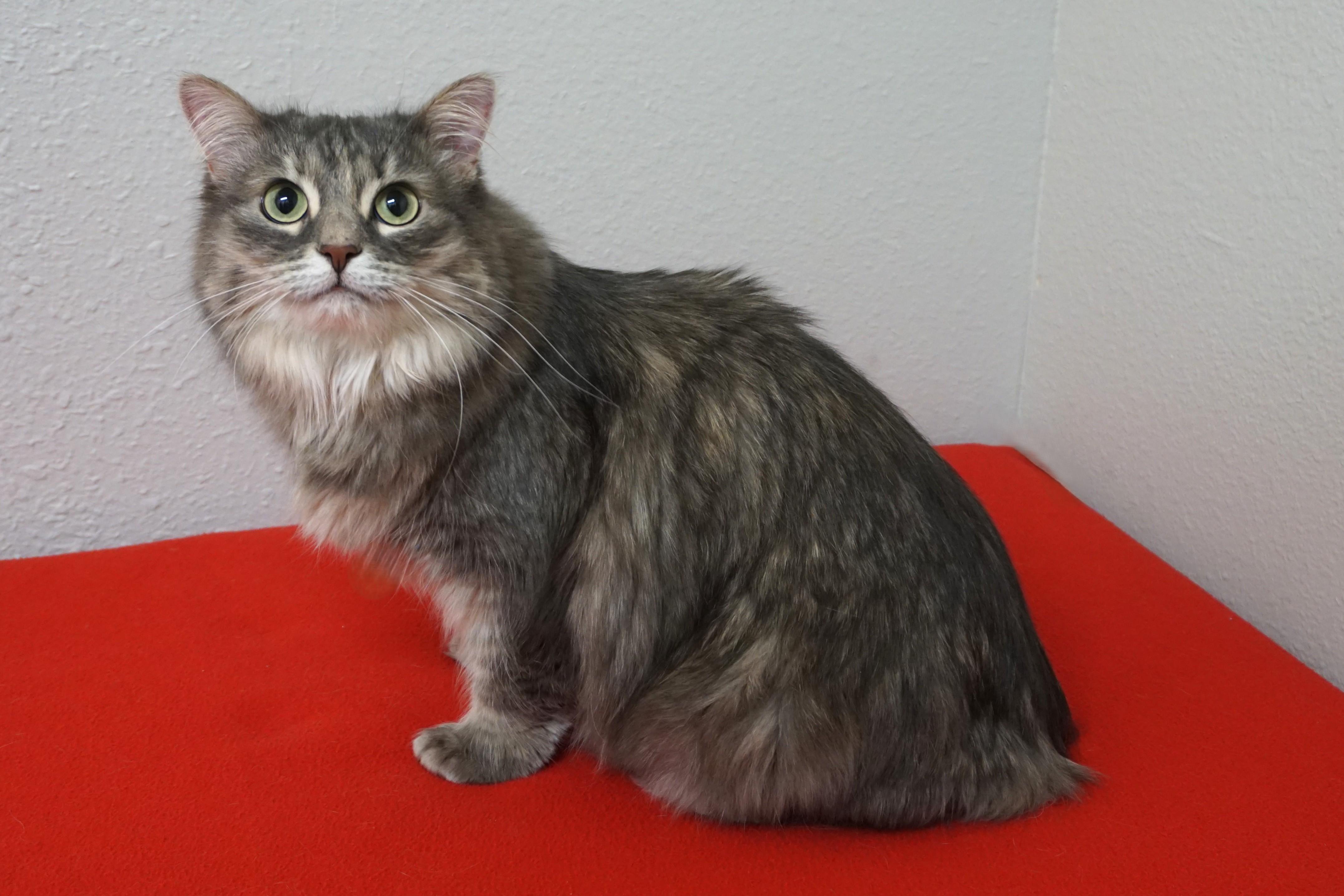 Enlarge Miss Alaska, a ADOPTABLE Domestic Medium Hair in Fountain Hills, AZ image 2/6