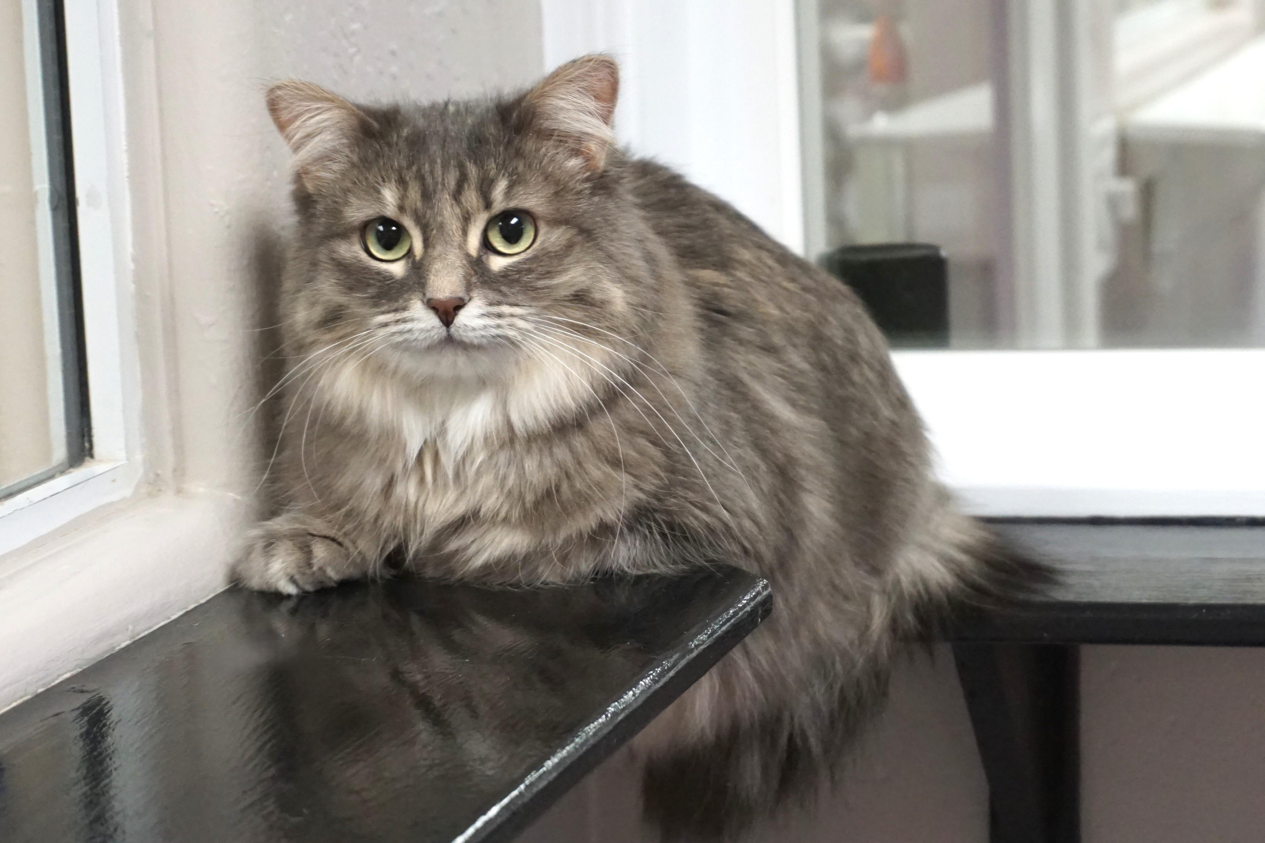 Enlarge Miss Alaska, a ADOPTABLE Domestic Medium Hair in Fountain Hills, AZ image 5/6