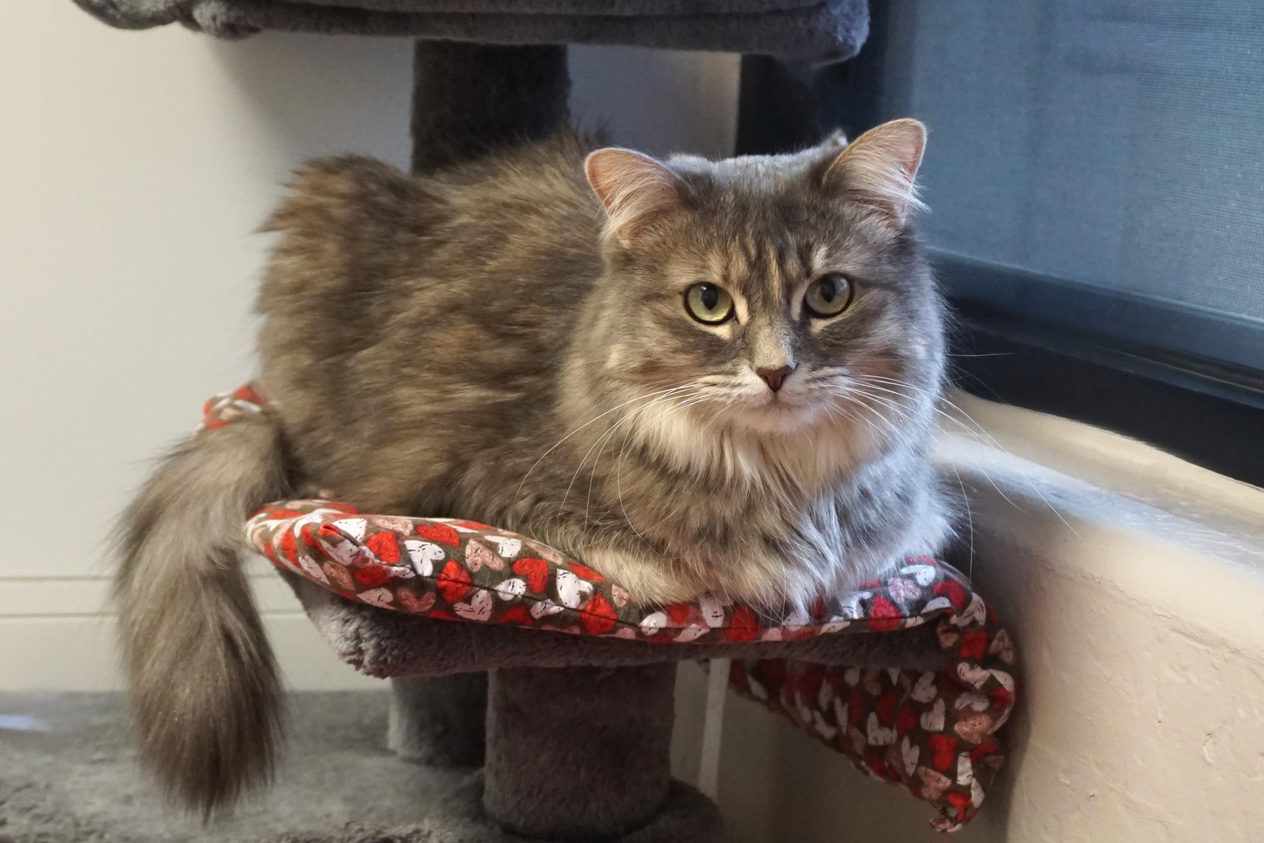Enlarge Miss Alaska, a ADOPTABLE Domestic Medium Hair in Fountain Hills, AZ image 1/6