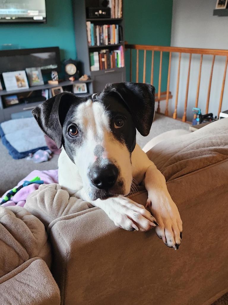 Enlarge Kimmy, a Adoptable Pointer in sun prairie, WI image 4/6