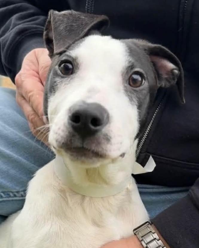 Enlarge Kimmy, a Adoptable Pointer in sun prairie, WI image 6/6