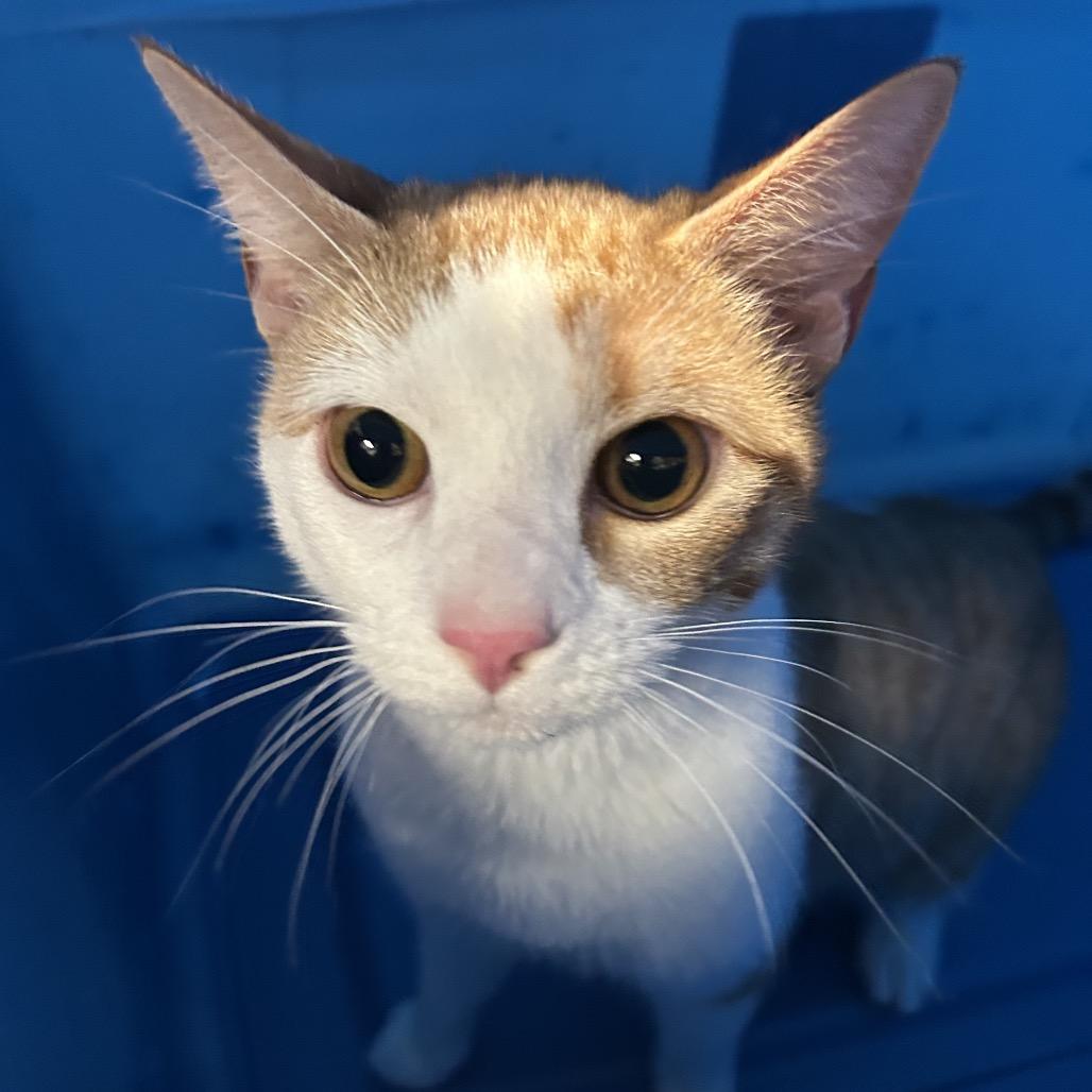 Rusty — thumbnail 2