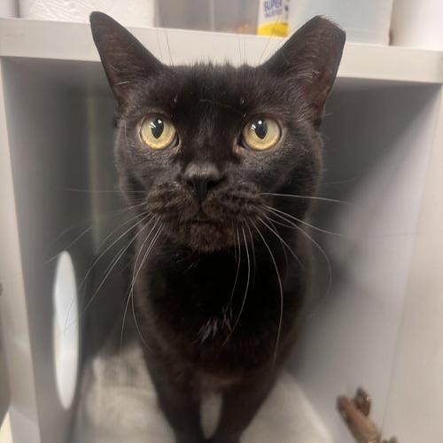 Doe- Must Apply in Person !, Adoptable, Adult Female Extra-Toes Cat / Hemingway Polydactyl.