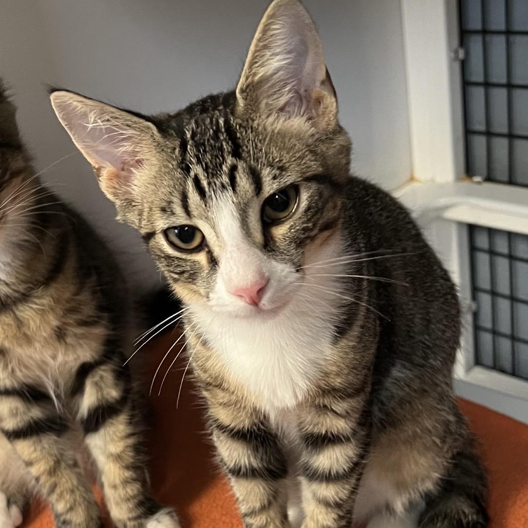 Blueberry, Adoptable, Kitten Male Domestic Medium Hair.