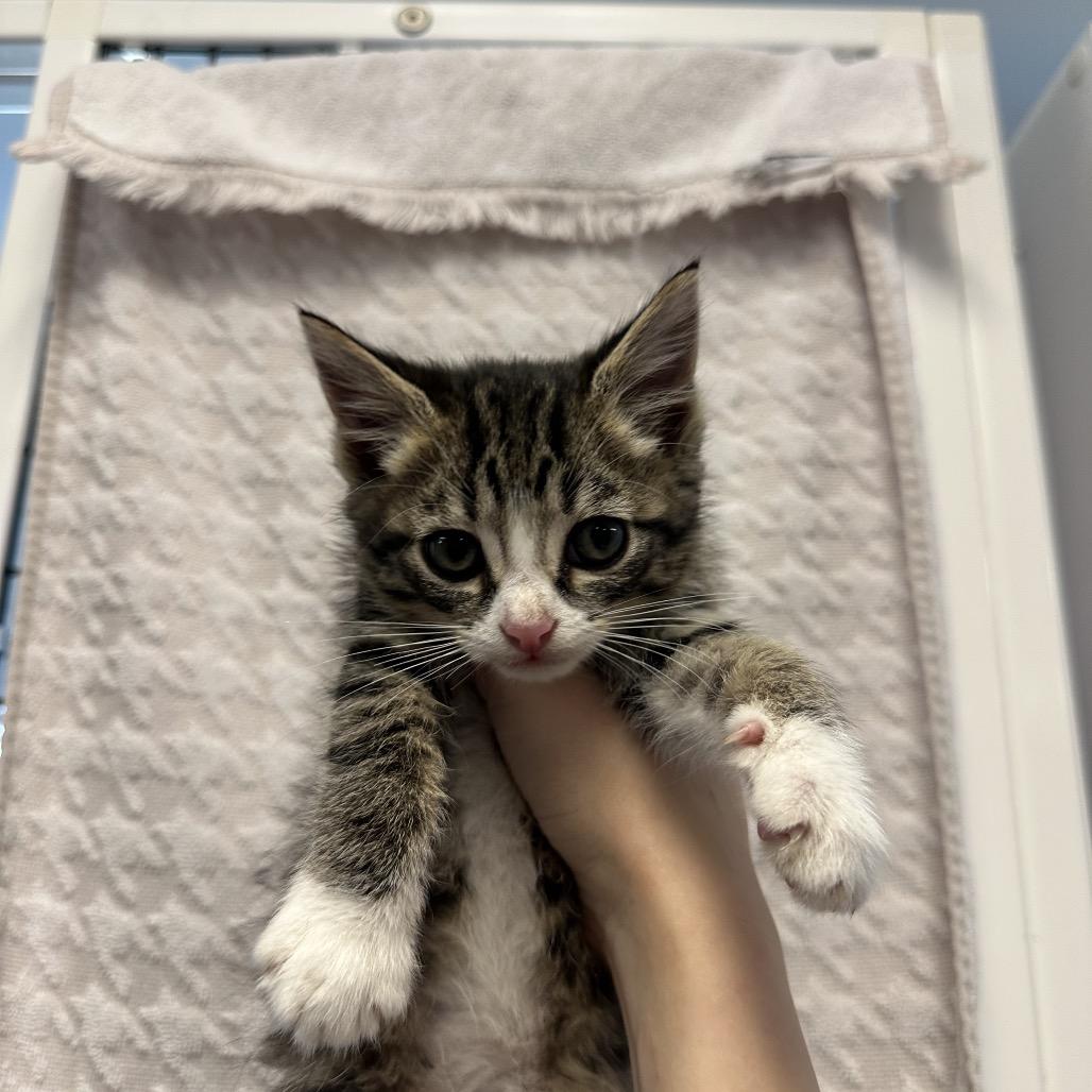 Blueberry, Adoptable, Kitten Male Domestic Medium Hair.