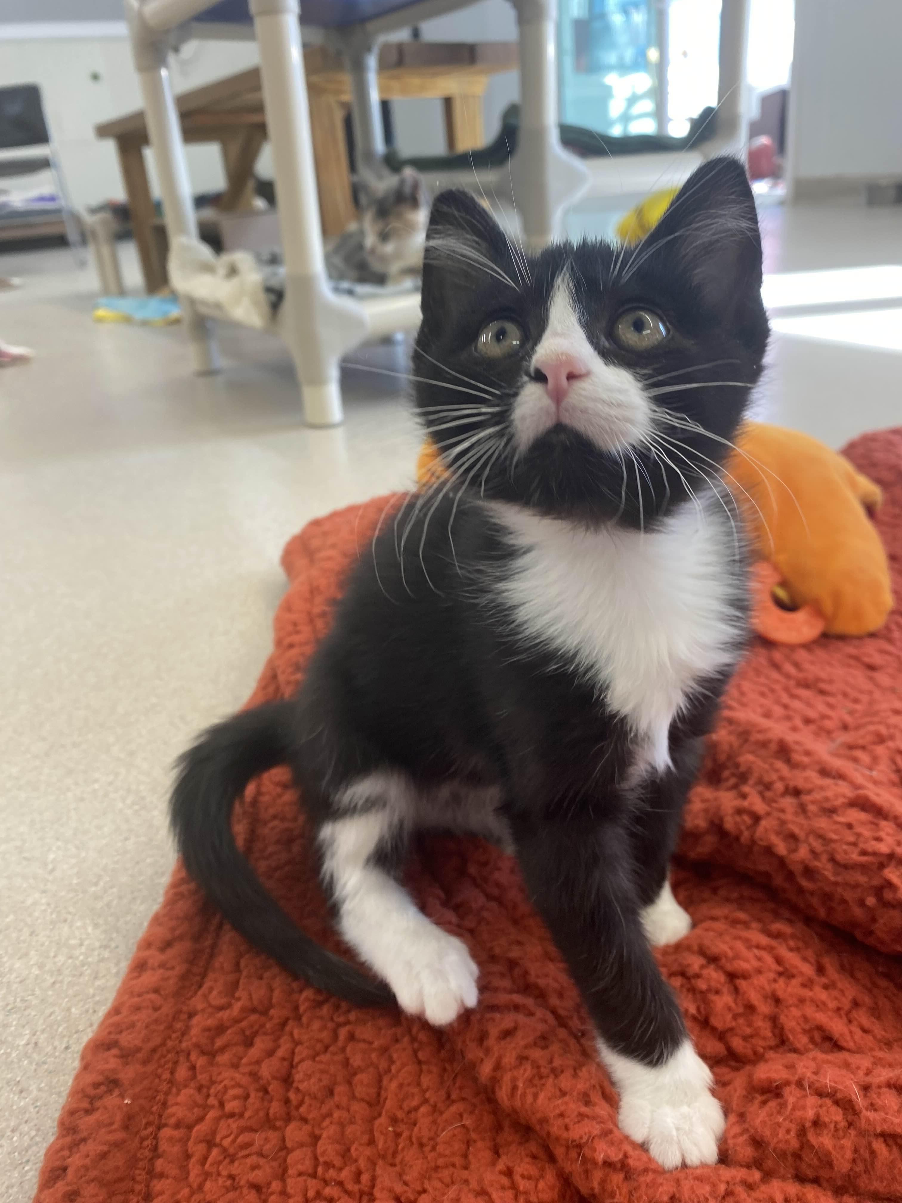 S'mores Brownie - MVP