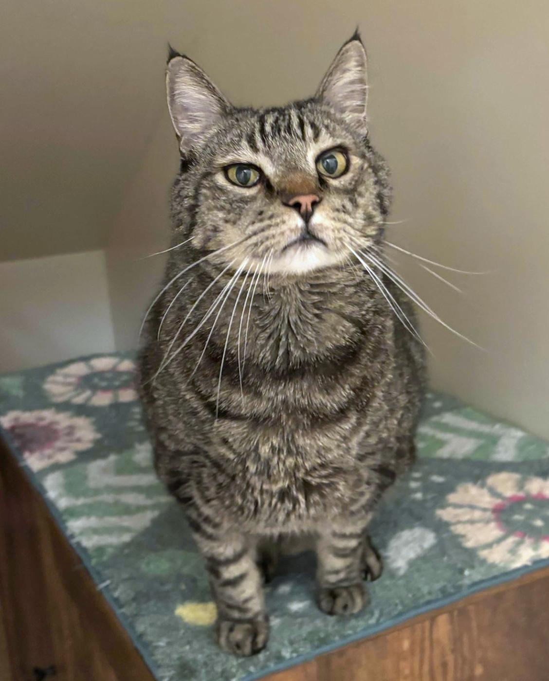 Gadget, a ADOPTABLE mixed breed in Manitou Springs, CO image 4/5