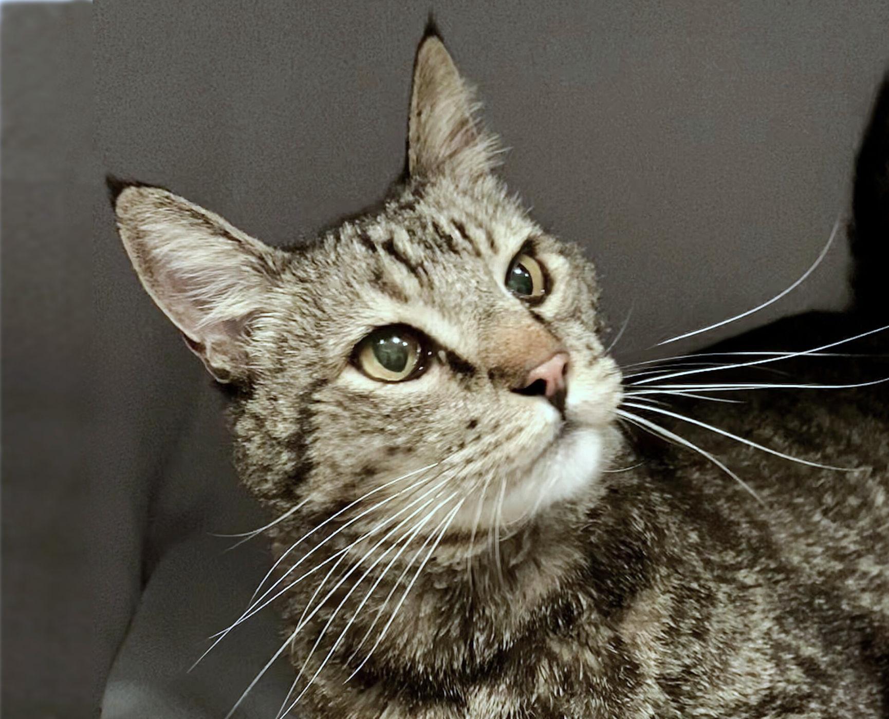 Gadget, ADOPTABLE, Adult Male Domestic Short Hair.