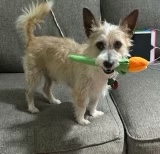 Max, a Adoptable mixed breed in Austin, TX image 5/5