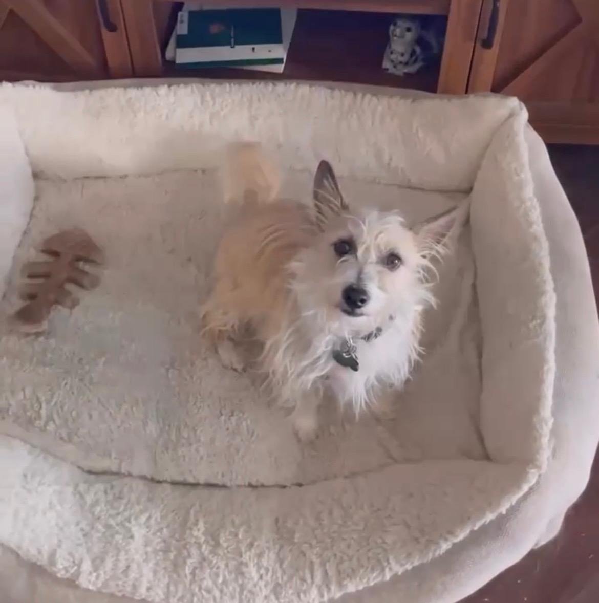 Max, Adoptable, Young Male Terrier.