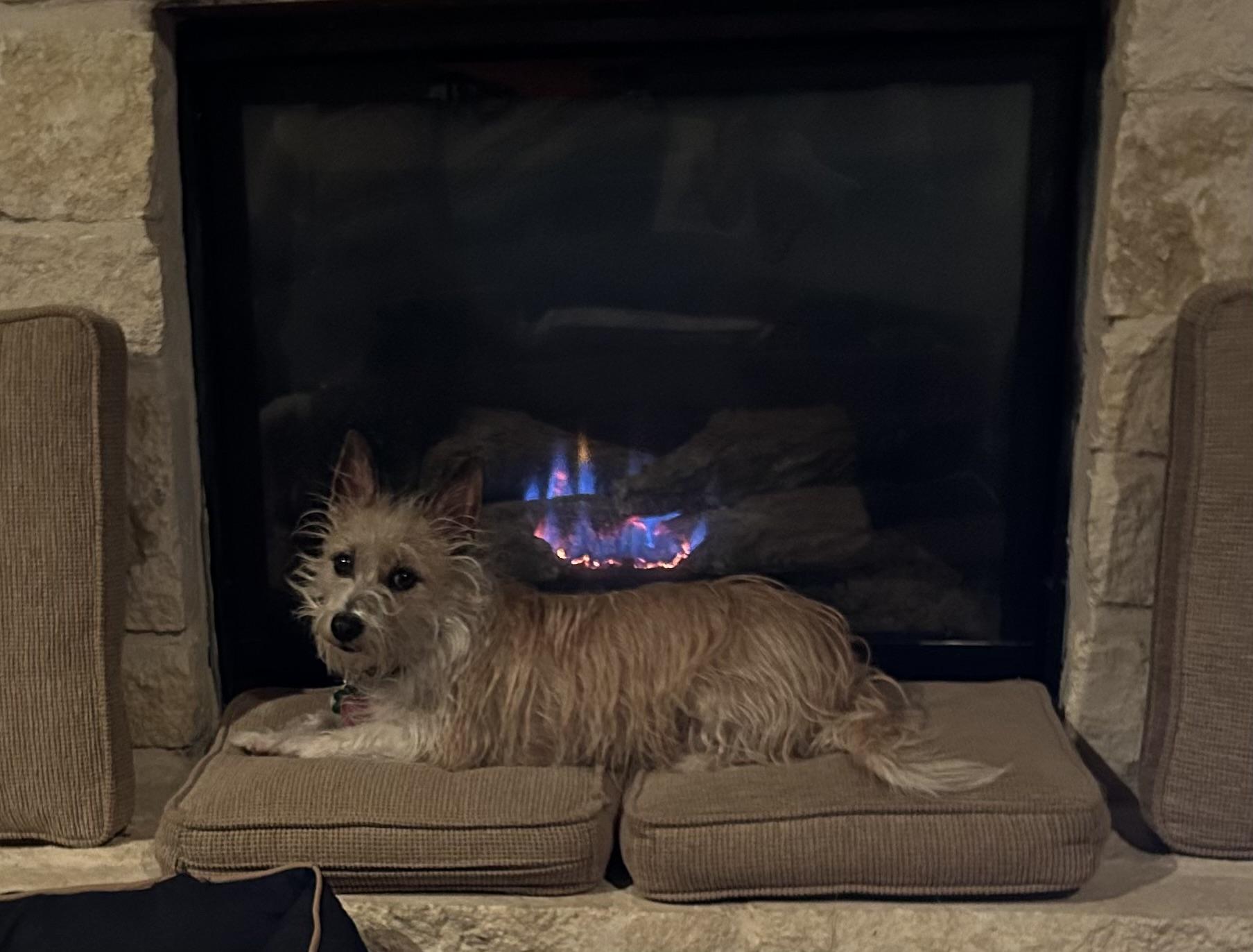 Max, a Adoptable mixed breed in Austin, TX image 2/5