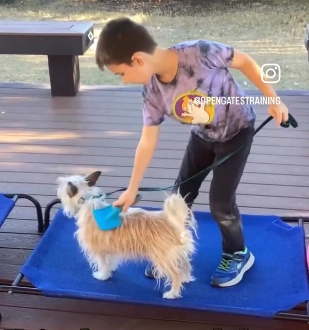 Max, a Adoptable mixed breed in Austin, TX image 4/5