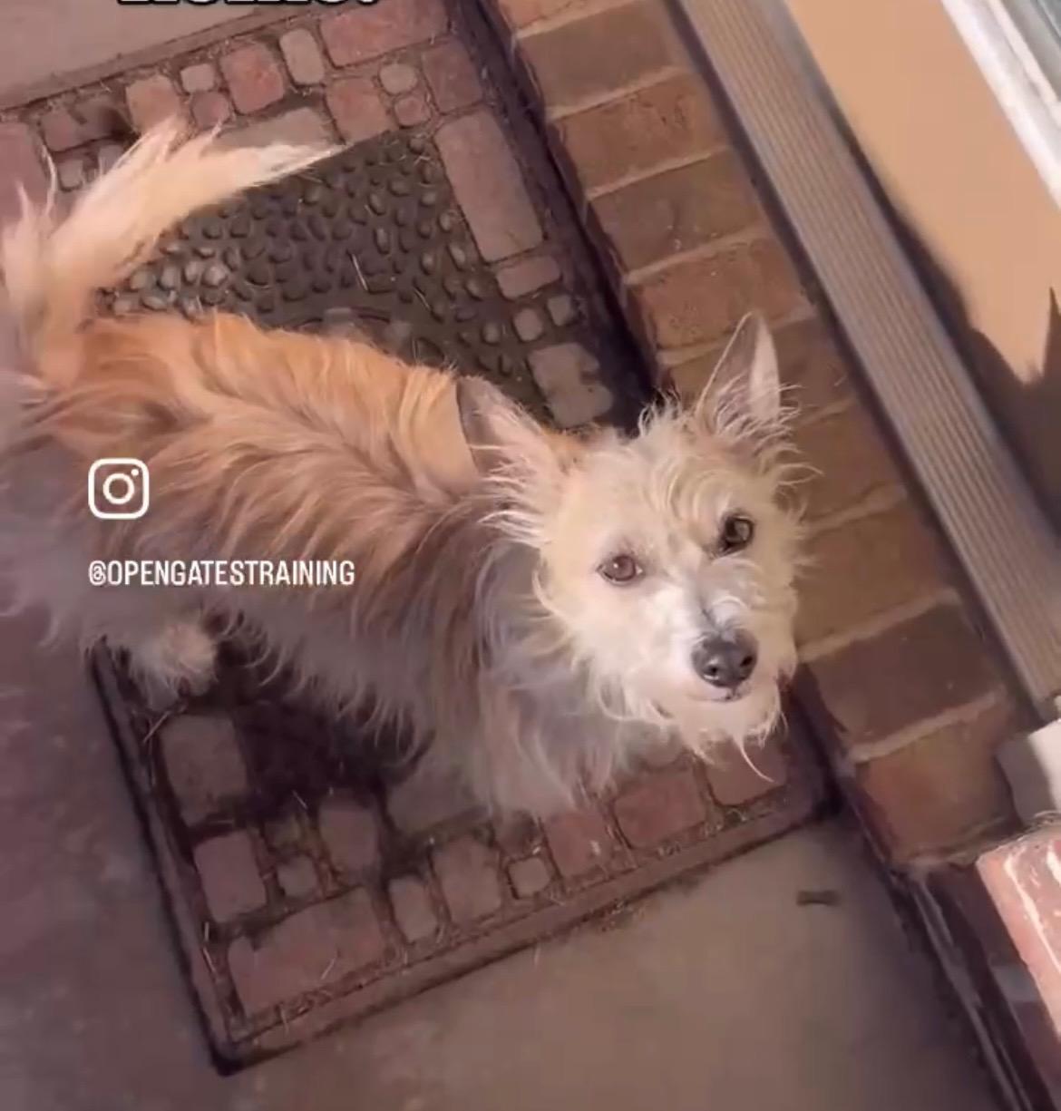 Max, a Adoptable mixed breed in Austin, TX image 3/5