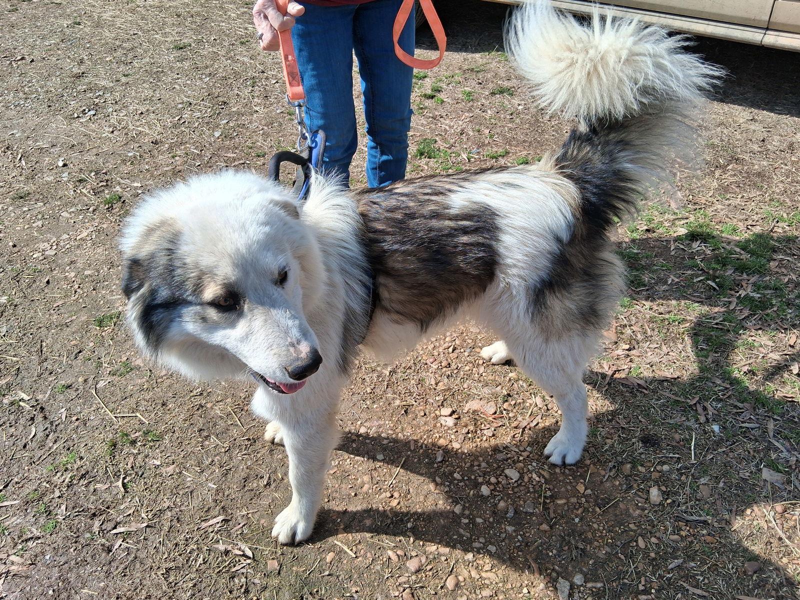 Rufus, Adoptable, Young Male Great Pyrenees.
