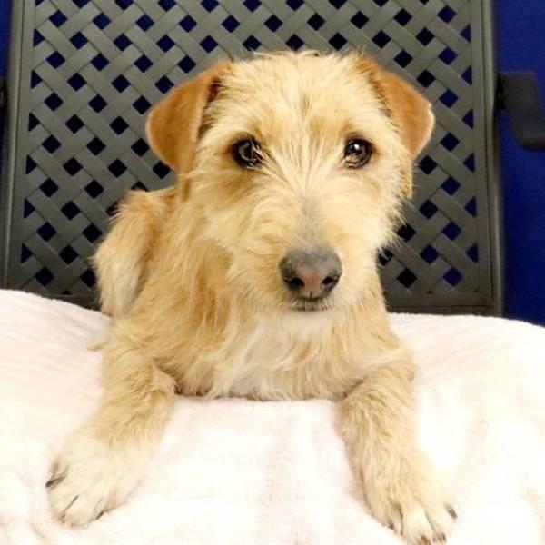 Nala, a Adoptable mixed breed in Fort Davis, TX image 2/2