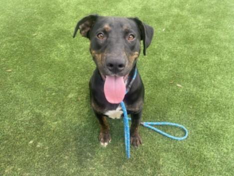 ORION, Adoptable, Young Male Pit Bull Terrier & Mixed Breed.